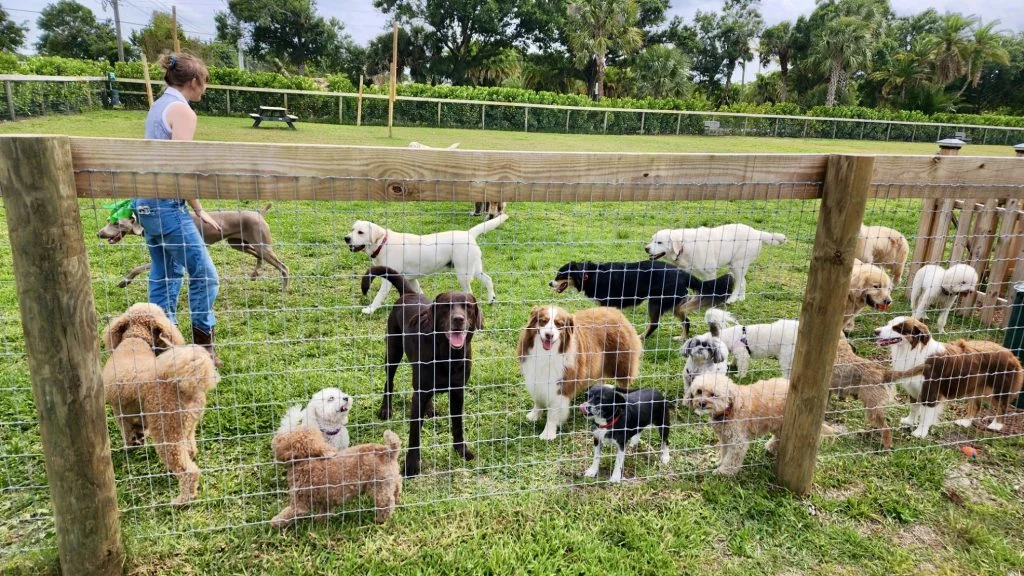 Hobe Sound Country Club Kennels | A pack of dogs playing together inside a fenced area.