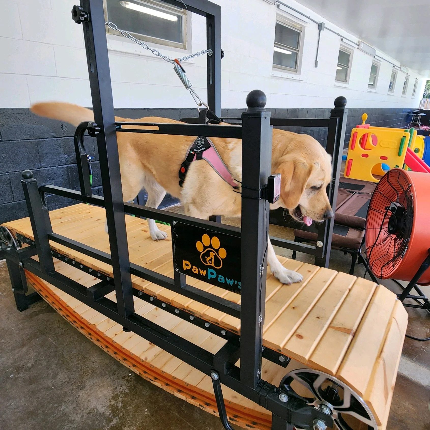 Dog Boarding: Doggie walking on Treadmill